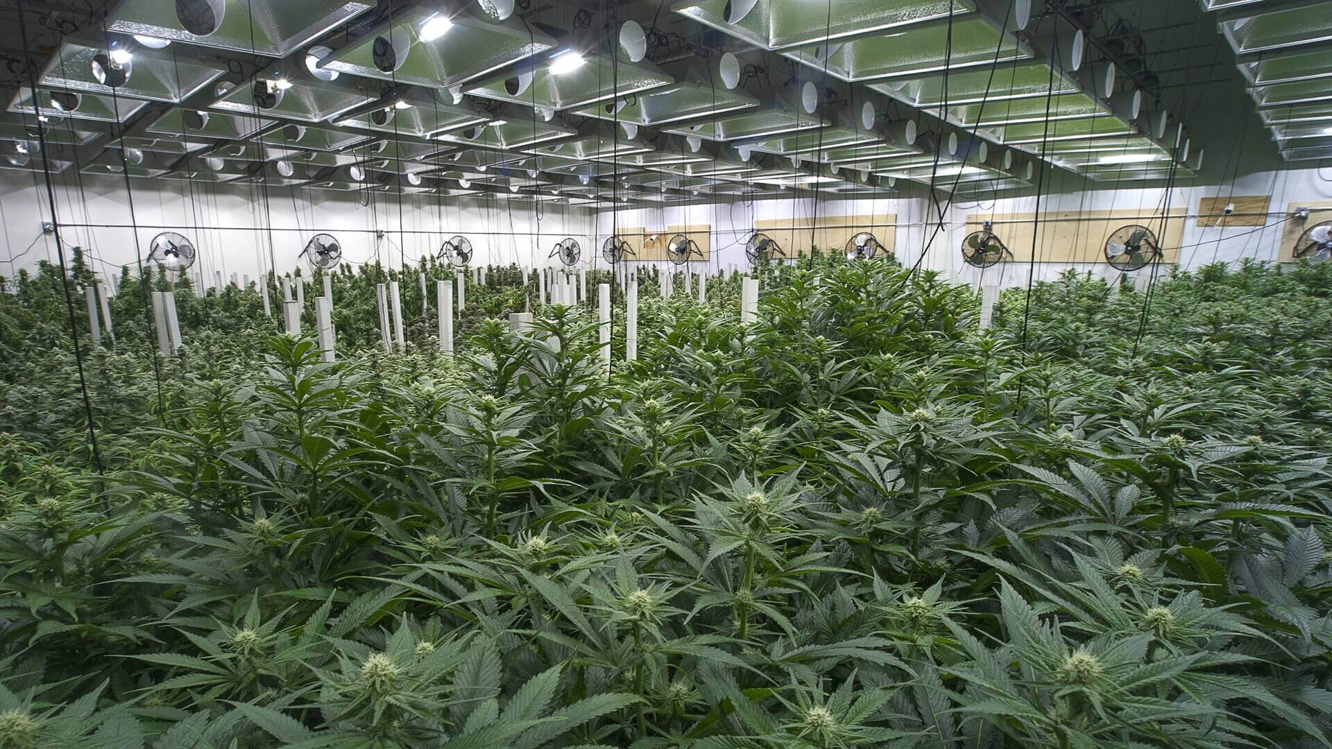 Rows of marijuana plants at a cannabis farm