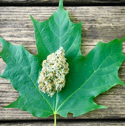 Marijuana on a maple leaf