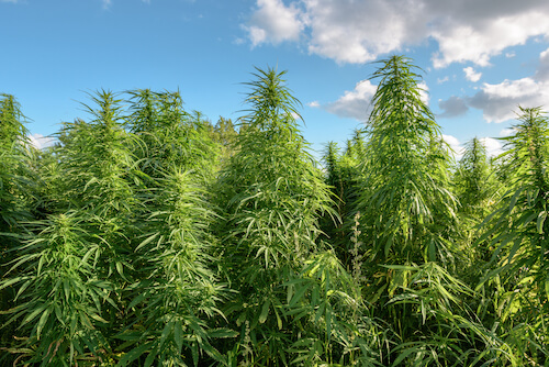 Large outdoor marijuana grow