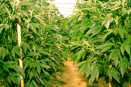 well-spread-out-marijuana-plants