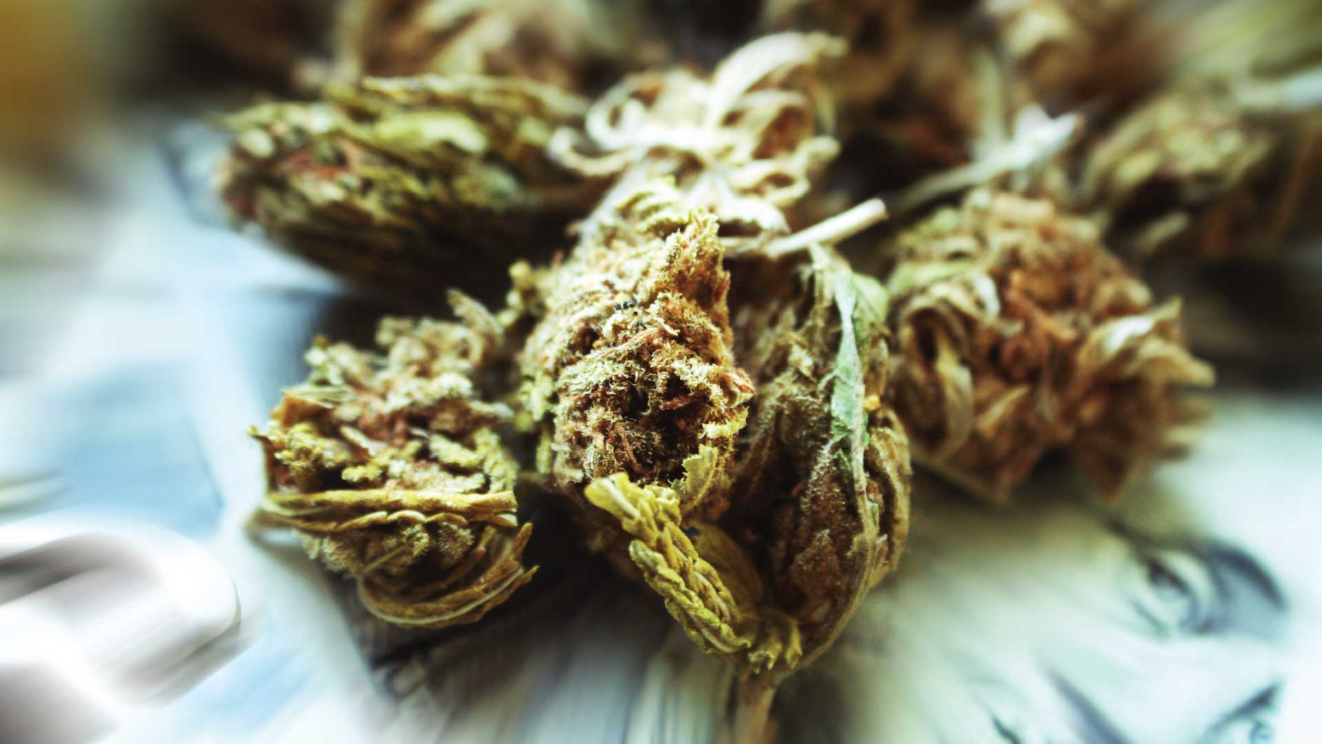 Moldy marijuana: When pot goes to rot