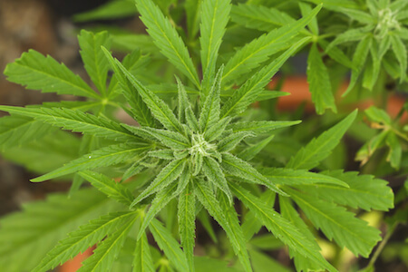 Uruguay marijuana plant 