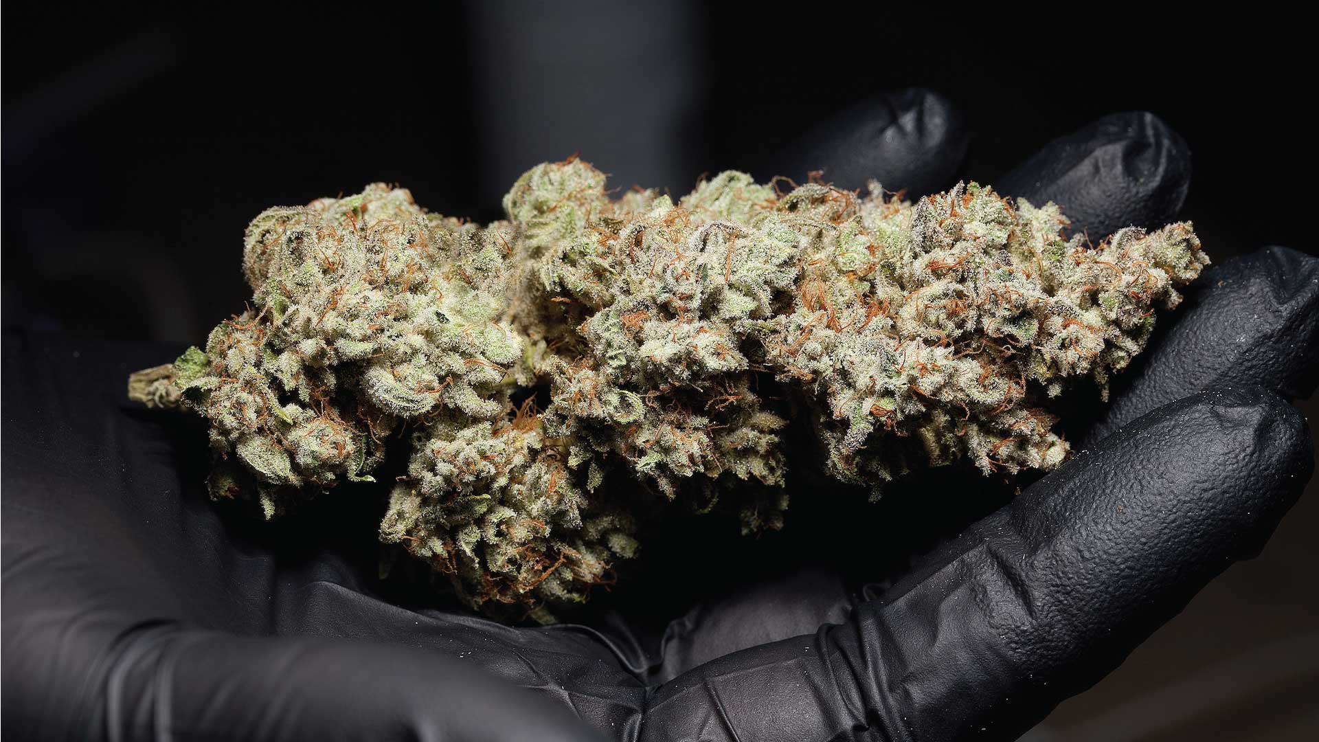marijuana in a black glove, pot