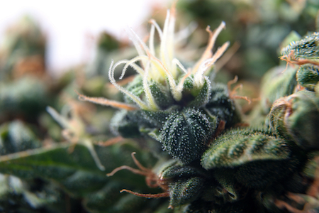 outdoor cannabis harvest 