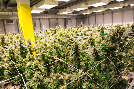 How to become a master marijuana grower