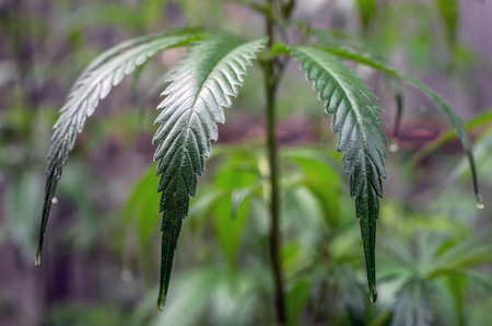 outdoor growing cannabis