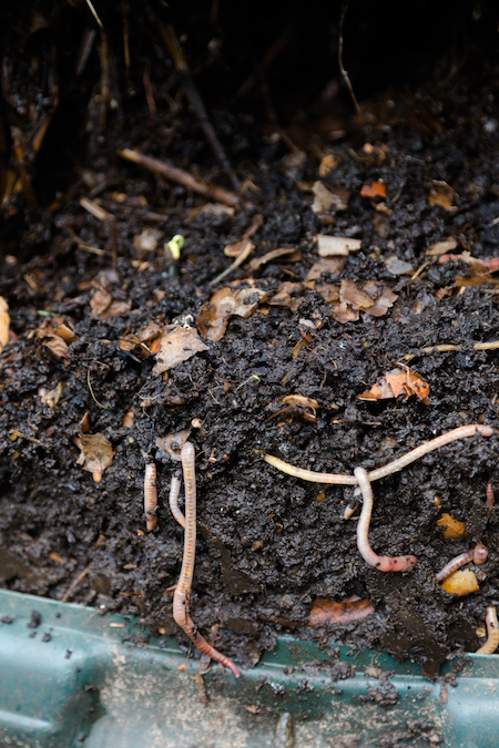 Fertilizer soil with worms and compost