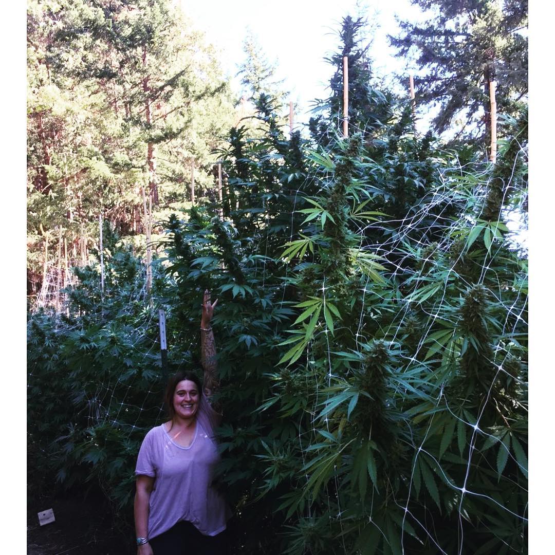 Women cultivating cannabis, women cannabis growers