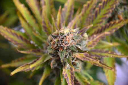 Close-up of marijuana plant 