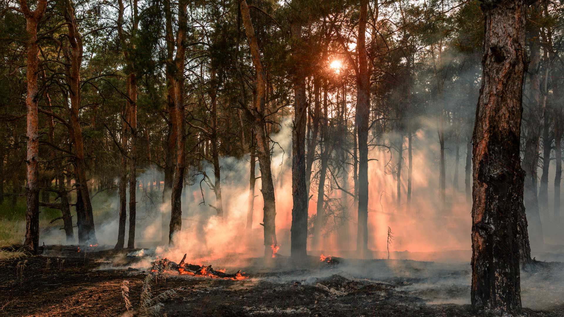Wildfires decimated California cannabis farms