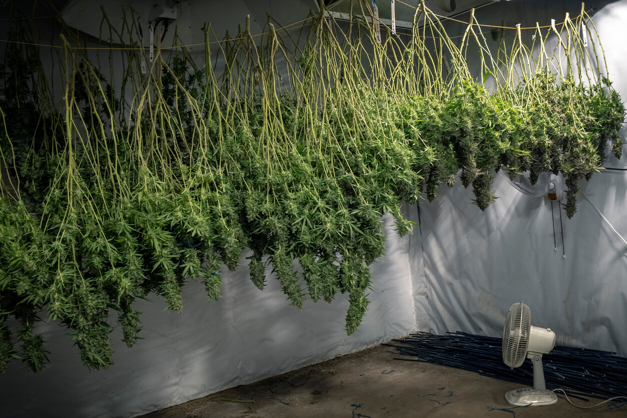 Indoor marijuana growing operation with plants upside down for drying process 