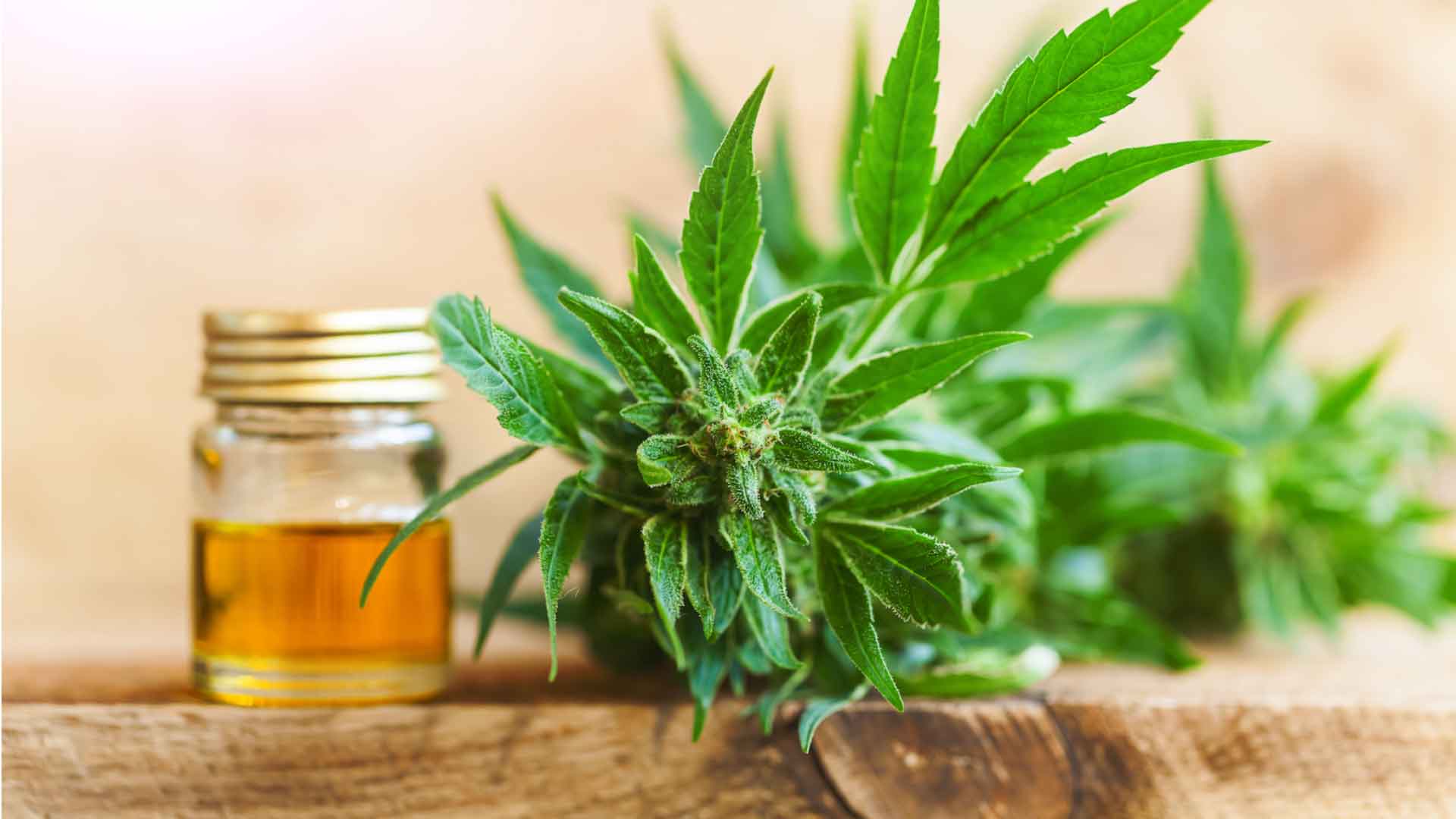CBD Versus Hemp What%E2%80%99s the Difference  - CBD Flower: The New Way to Get Your CBD