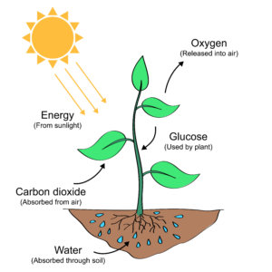 Photosynthesis Illustration 