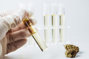 You can get a job testing the cannabis