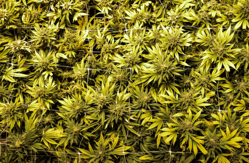 Cannabis in the flowering stage