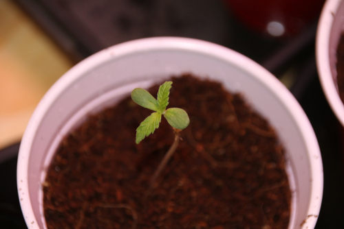 Cannabis in the vegetative state
