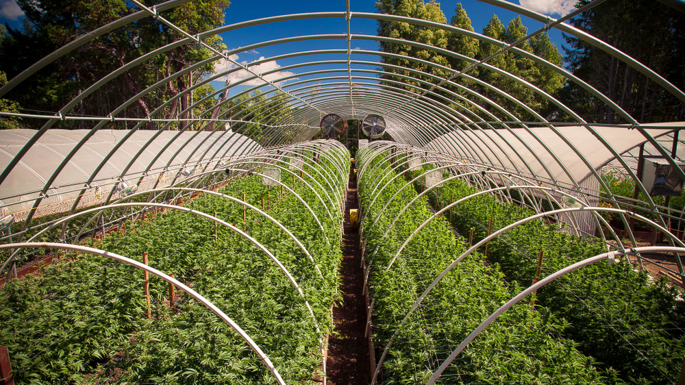 Close up of an outdoor marijuana farm