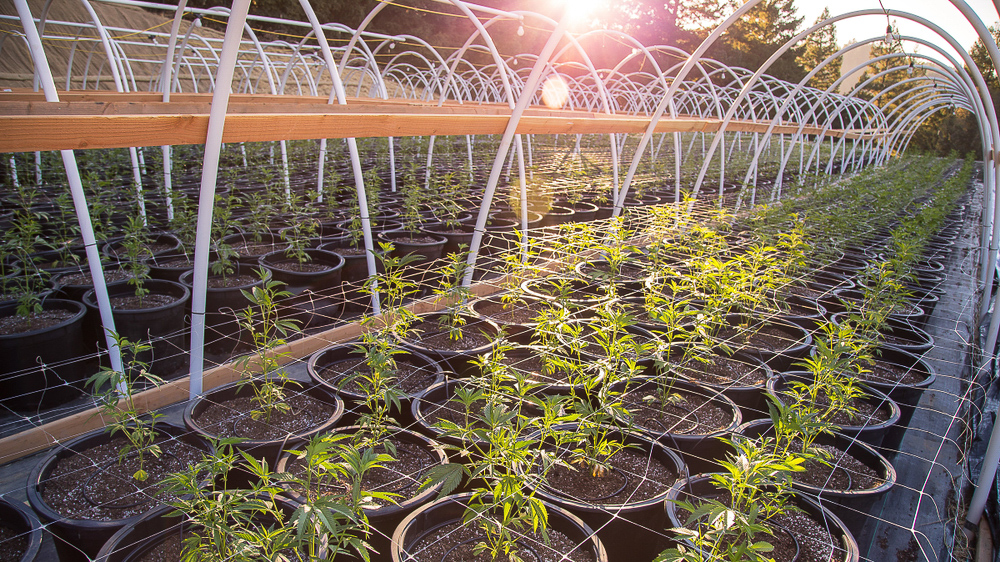 Follow these tips for growing your own weed
