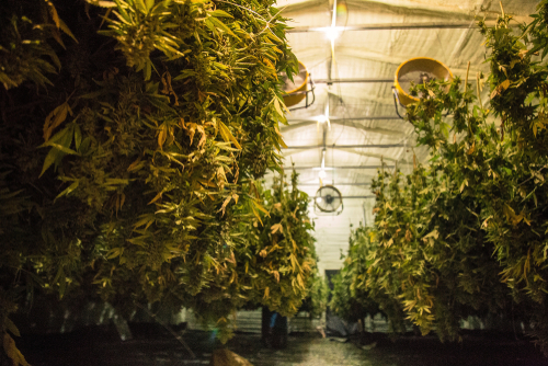 There is a large upfront cost to running a grow
