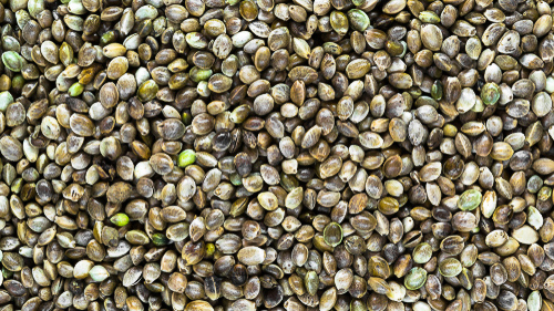 What are hemp seeds?