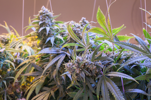 Cannabis grow light time