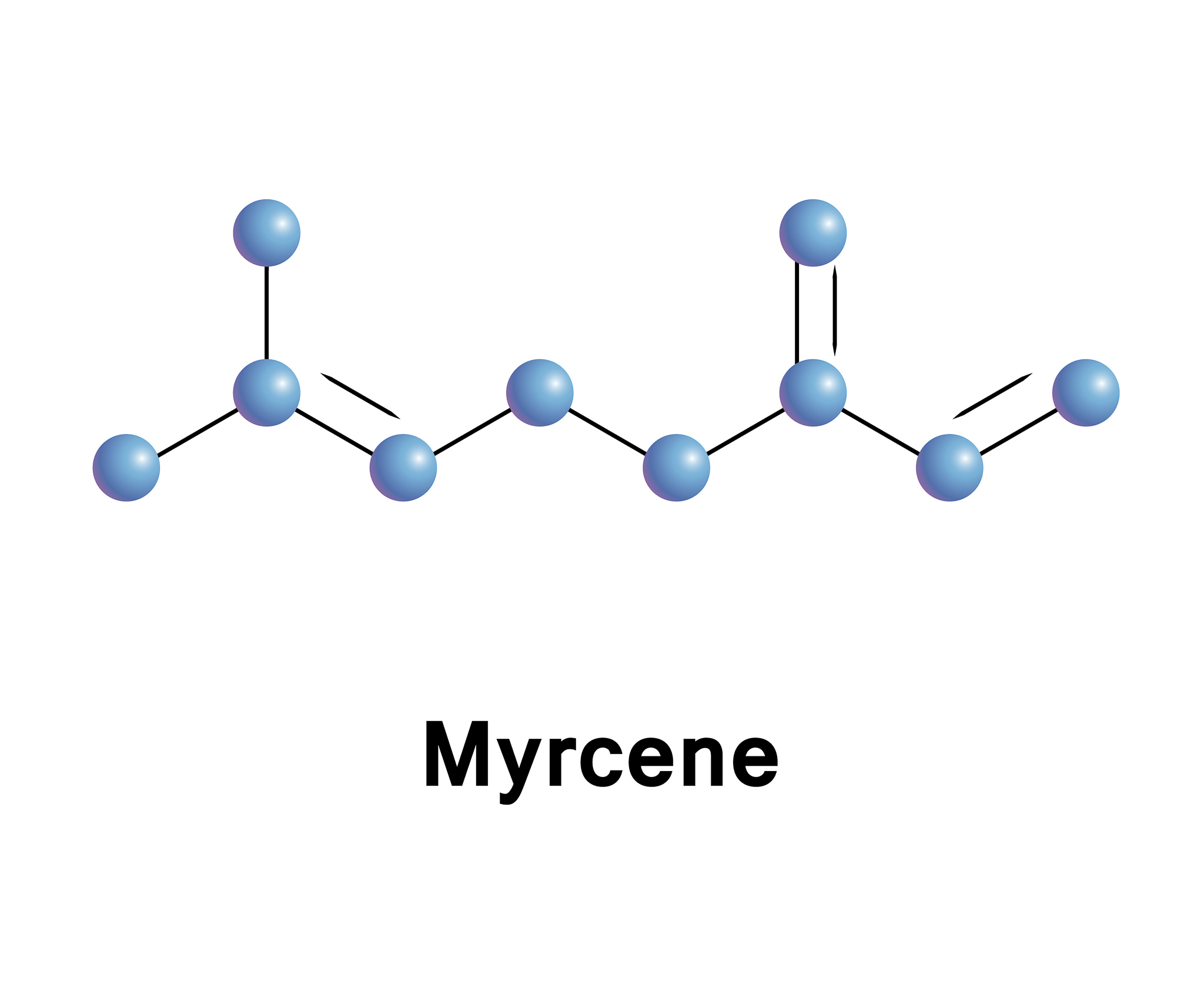 Myrcene is a terpene found in both hops and cannabis