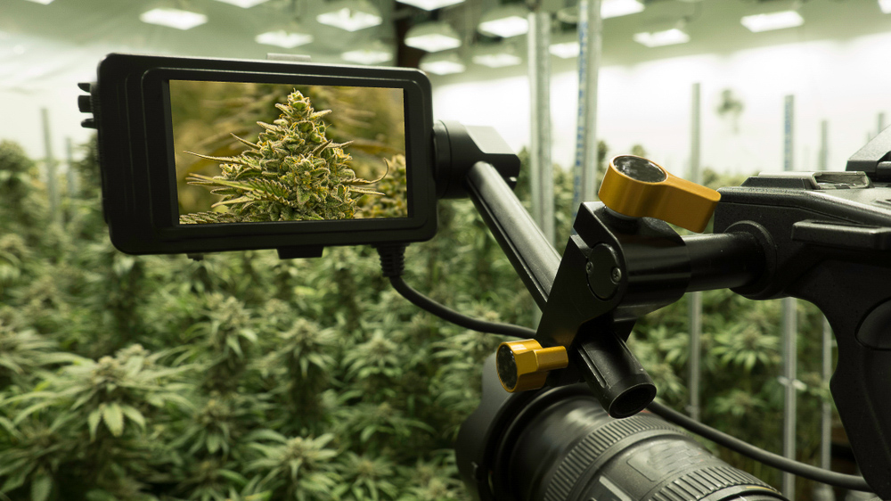 Camera taking pictures of cannabis