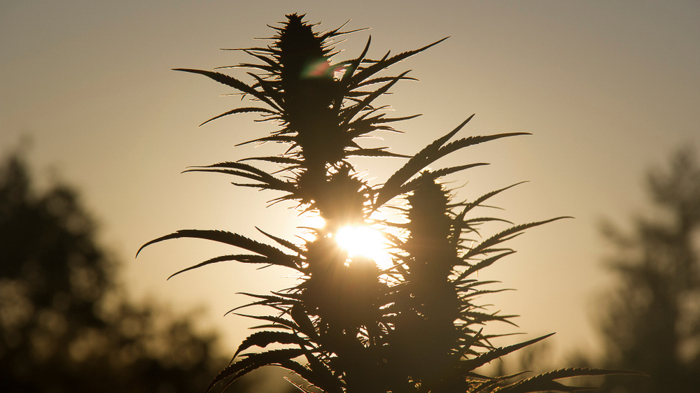 Cannabis plant illuminated by the sun behind it
