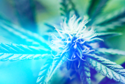 Cannabis growing under an LED light