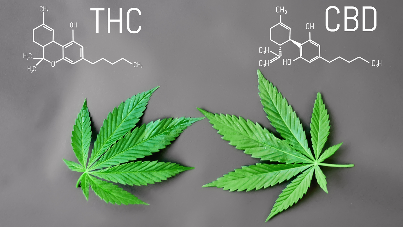 CBD legal cannabis medical virtues: anti-inflammatory, analgesic, anxiolytic, etc. CBD and THC formula. Thematic photos of hemp and green ganja. Background image