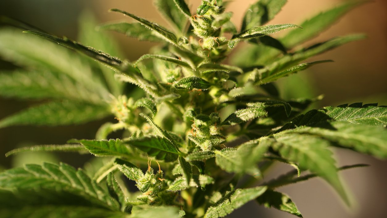 plant cannabis farm plantation medical marijuana hemp