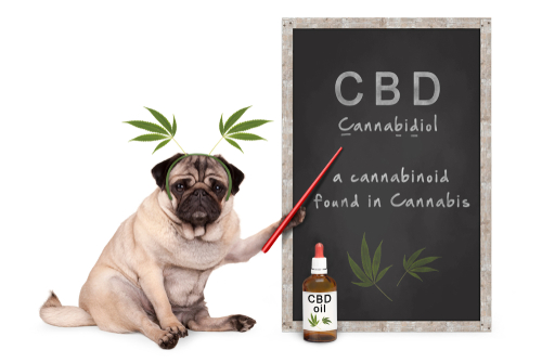 Pug showing chalkboard with CBD on it