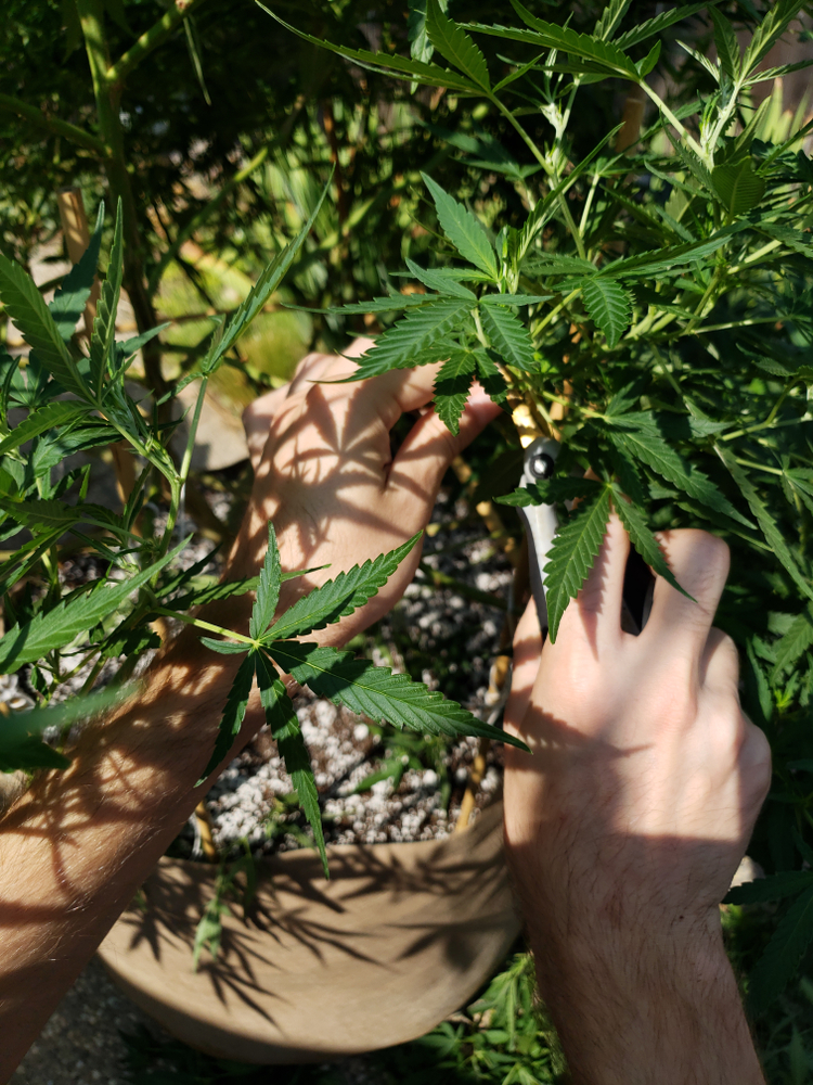 Master grower trimming plants