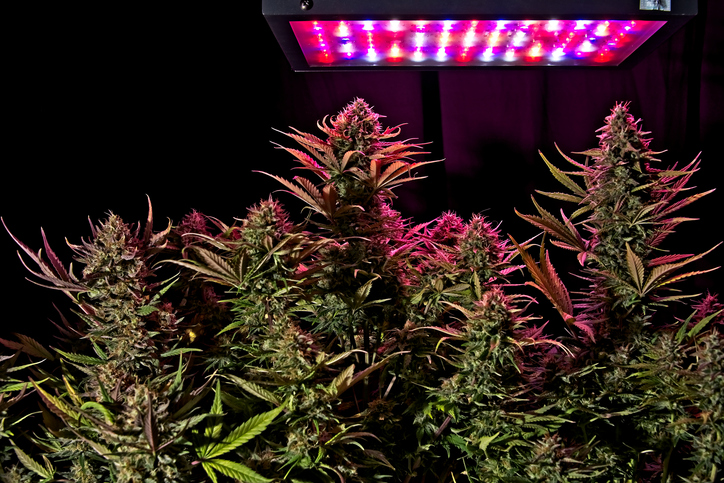 Mature cannabis female plant buds under LED lighting