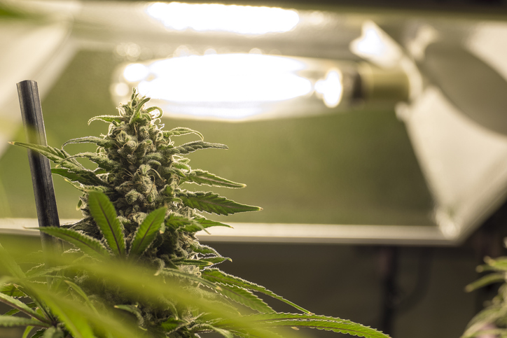 Top of marijuana plant staked up with large bud in front of light