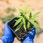 Cloning your cannabis