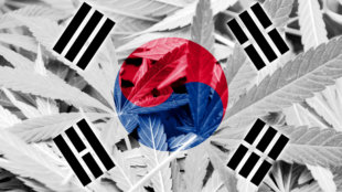South Korea Flag on cannabis background. Drug policy. Legalization of marijuana