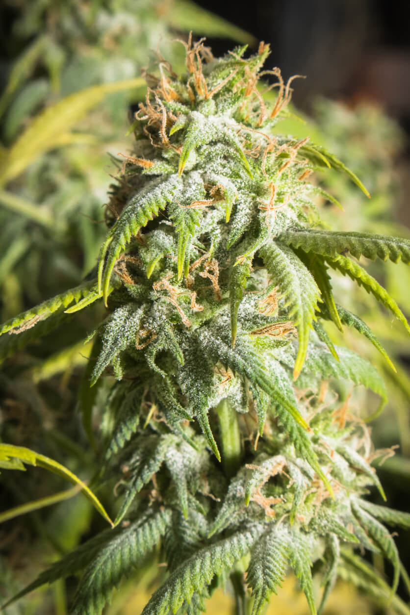 Marijuana plant with mold up close.