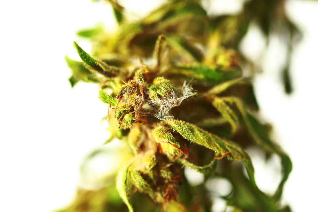 mold growth on cannabis inflorescence