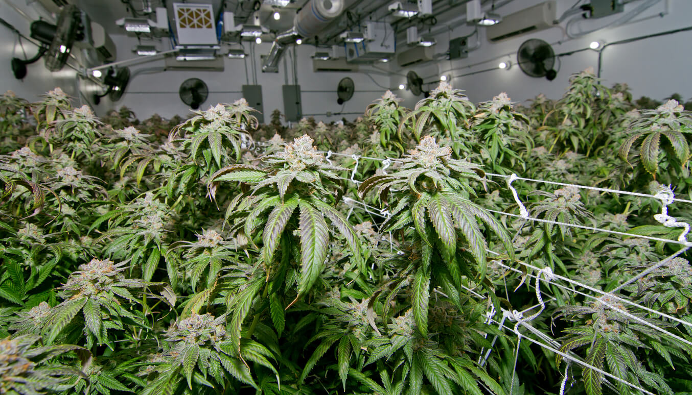 Commercial Marijuana Growing