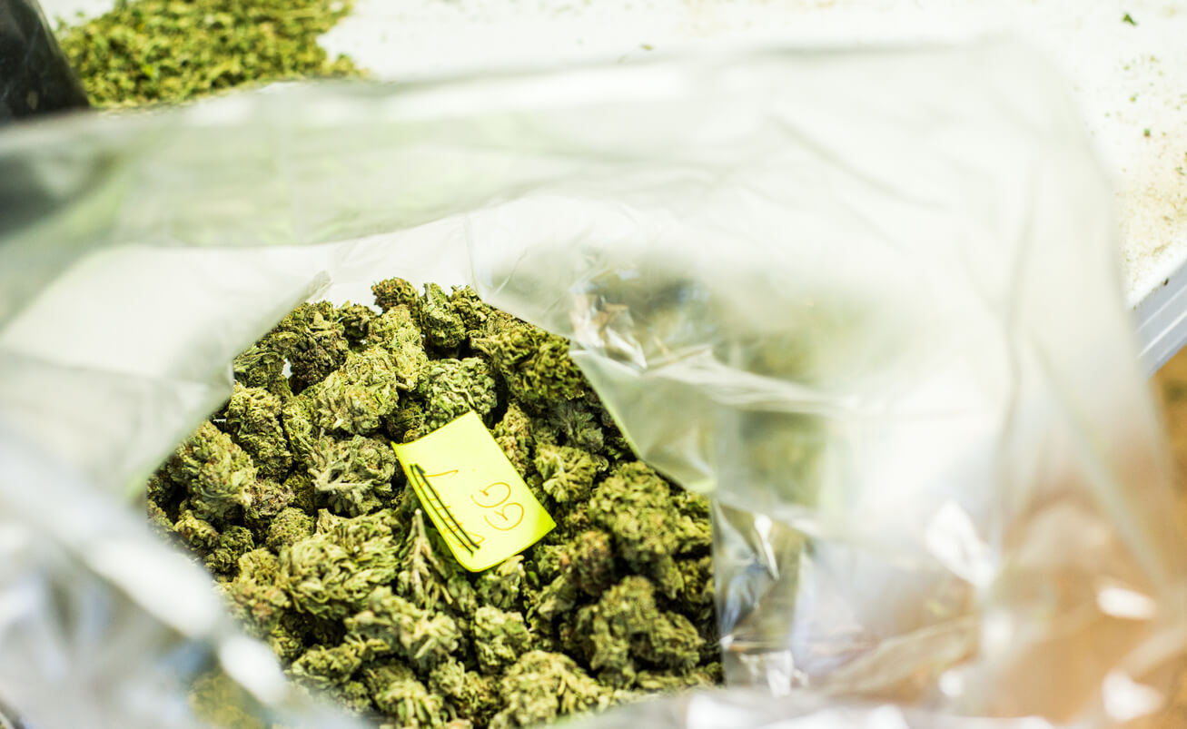 a bag of cannabis flowers ready to be shipped, cannabis exports