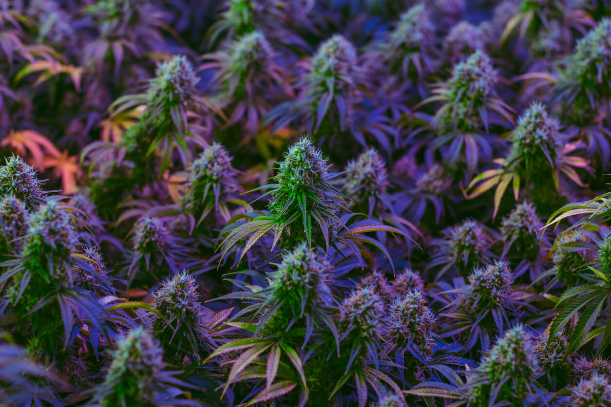 Field of colorful maturing indoor medical marijuana plants