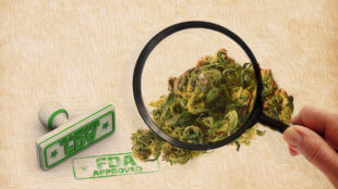 FDA, cannabis