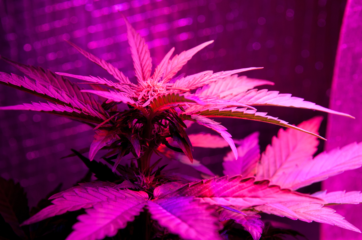 led Grow light marijuana plant, cultivation of cannabis