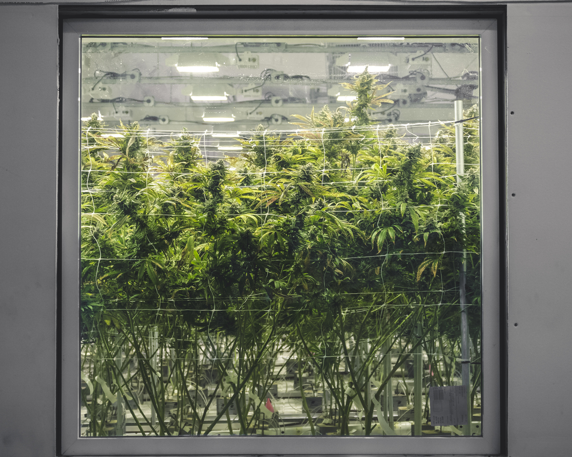 Cannabis indoor grow farm
