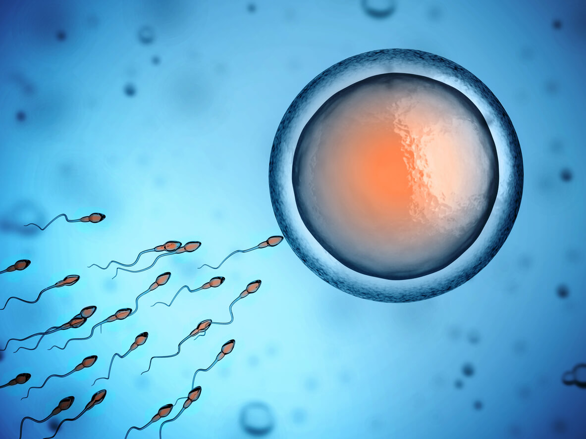 human sperm and egg cell 3d illustration