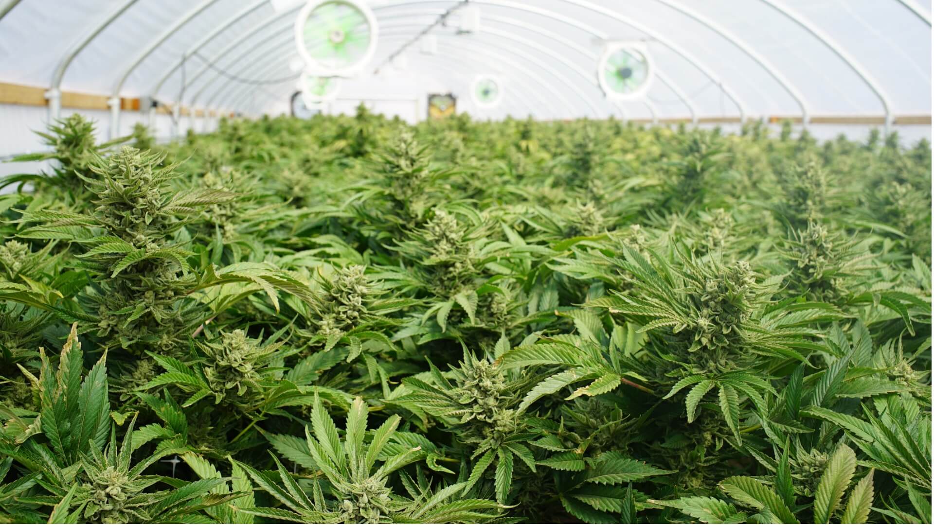 Marijuana plants in a cannabis farm.