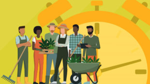 Animated photo of marijuana farmers.