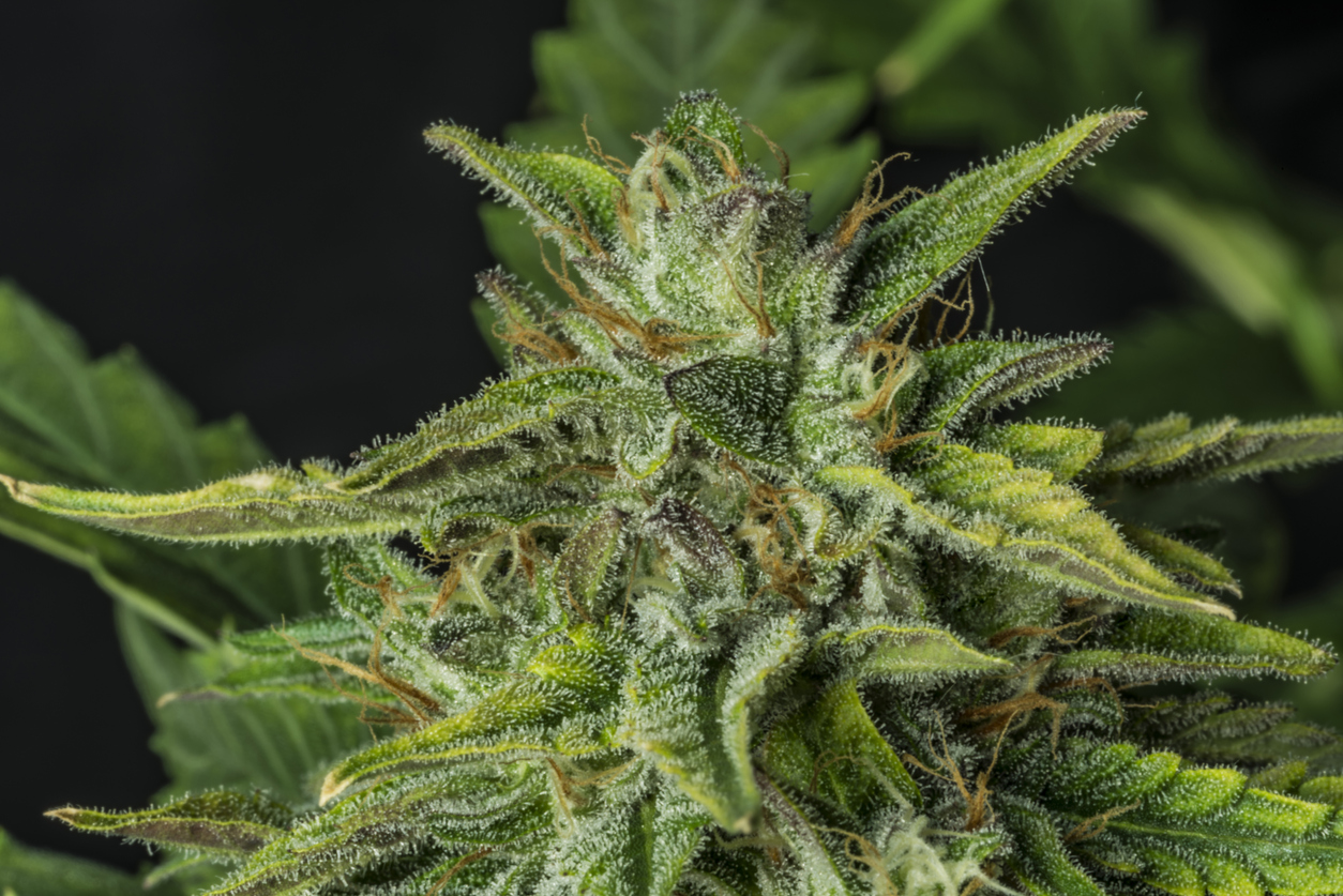 Detail of color bloom of Bubba kush medical marijuana