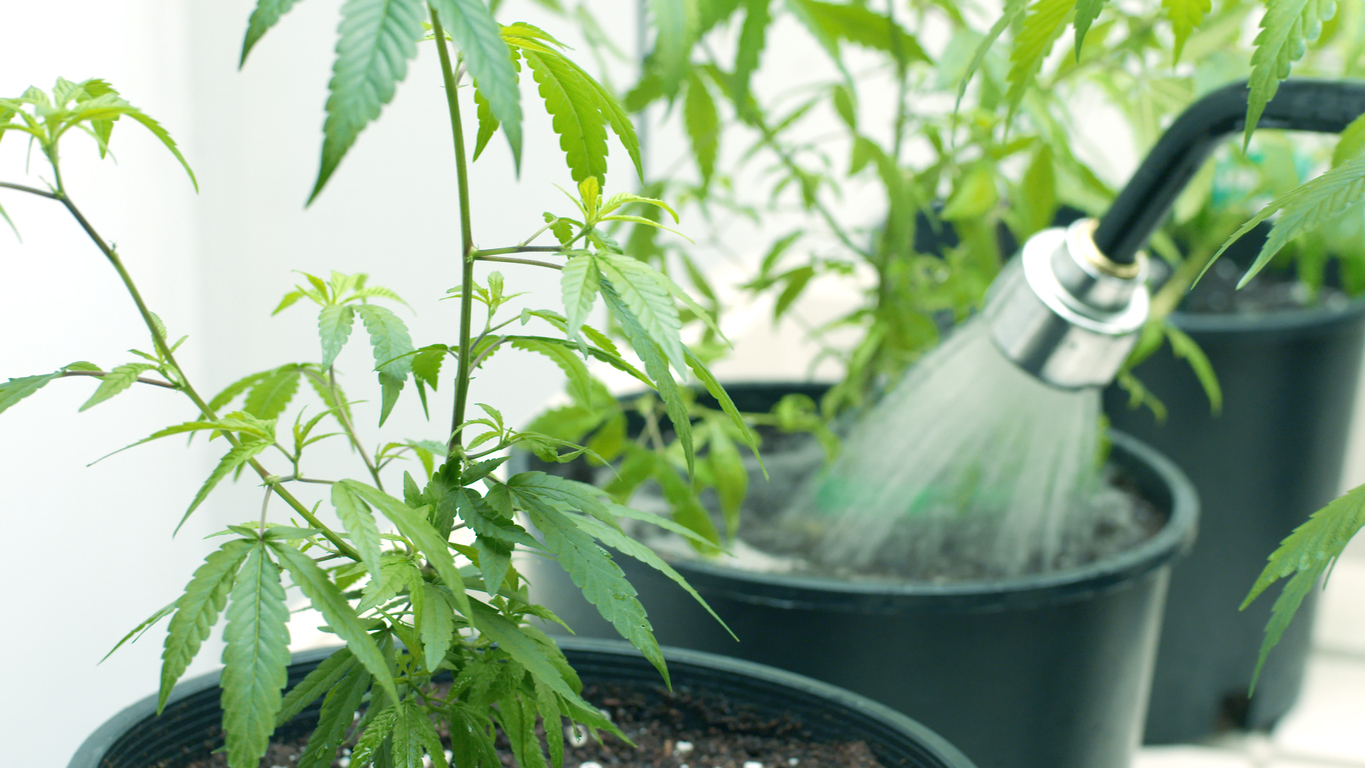 Water Marijuana Cannabis Indica Plants in an Indoor Grow Room